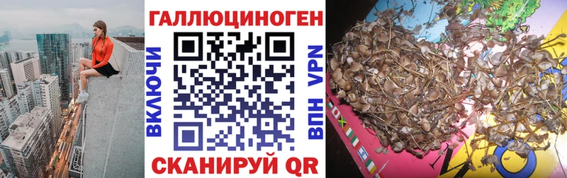 Псилоцибиновые грибы Psilocybine cubensis  Северобайкальск 
