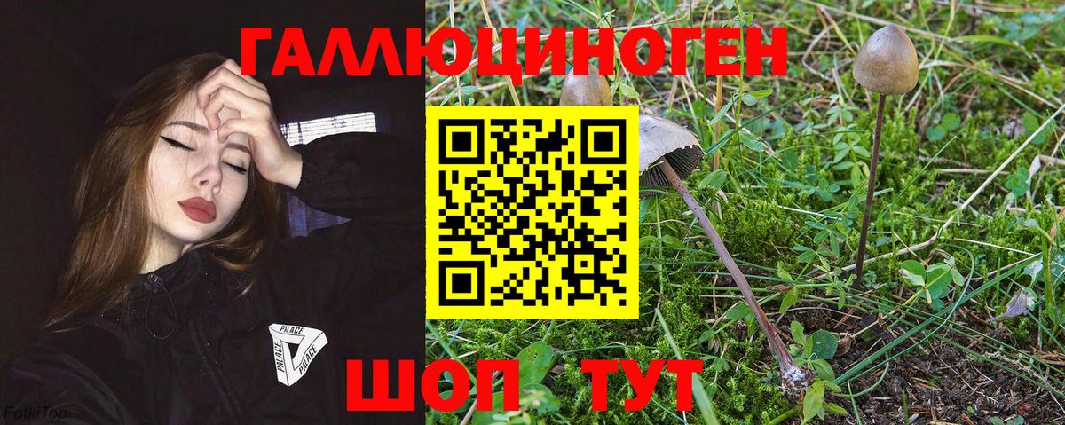 Северобайкальск  Псилоцибиновые грибы Psilocybe  Вход с VPN 