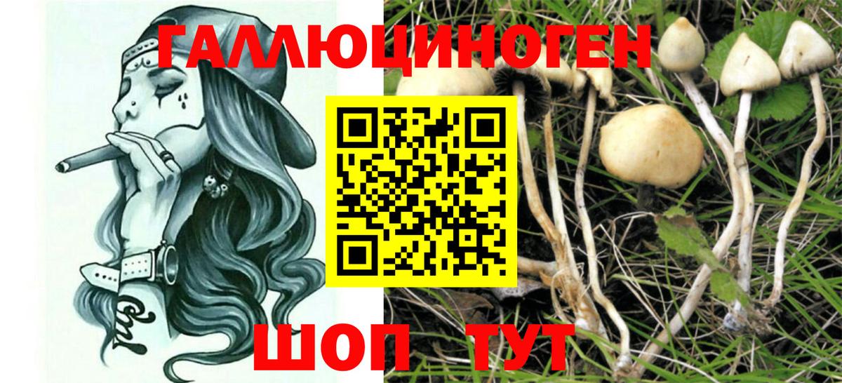 Галлюциногенные грибы Cubensis Северобайкальск